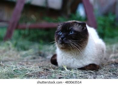 Scottish Fold Siamese Mix Cat Stock Photo 483063514 | Shutterstock