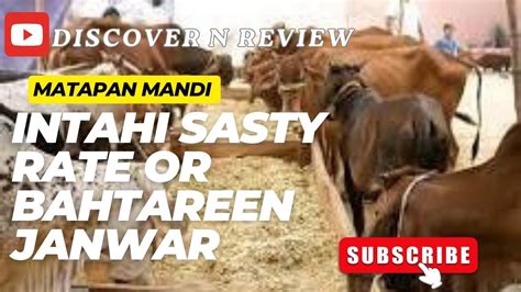 Malir Mandi Me 60K To 150k Wala Maal Cattle Rates Updates Cow Mandi