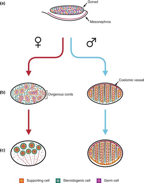 The Molecular And Cellular Basis Of Gonadal Sex Reversal In Mice And