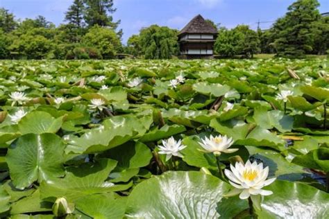 衆楽園（旧津山藩別邸庭園）｜観光スポット 岡山観光web【公式】 岡山県の観光・旅行情報ならココ！