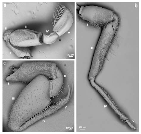 Insects Free Full Text The Leg Sensilla Of Insects From Different