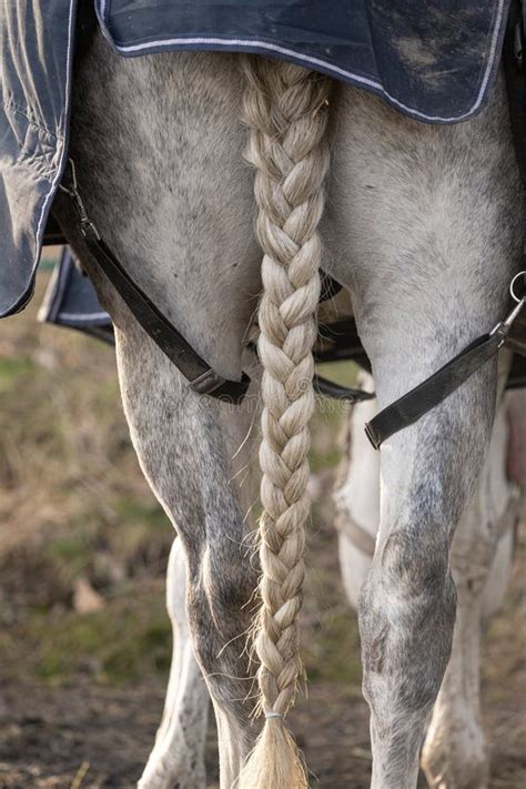 Braided Tail Of A White Horse Stock Photo Image Of Summer White