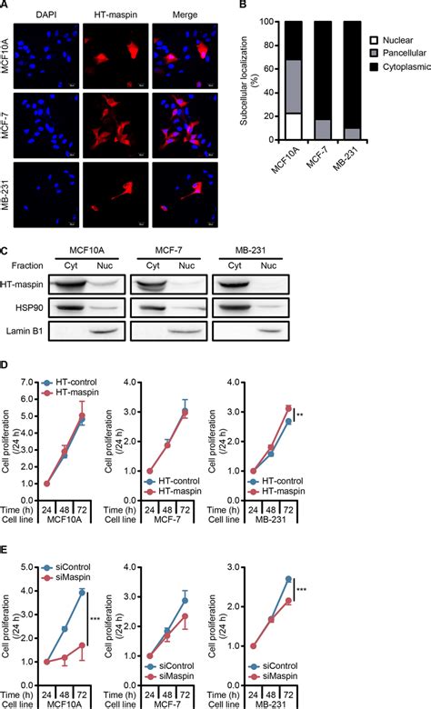 The Relevance Of Maspin Expression And Subcellular Localization To Cell