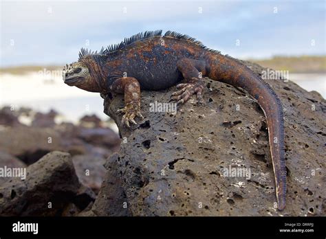 Galapagos marine Iguana Stock Photo - Alamy