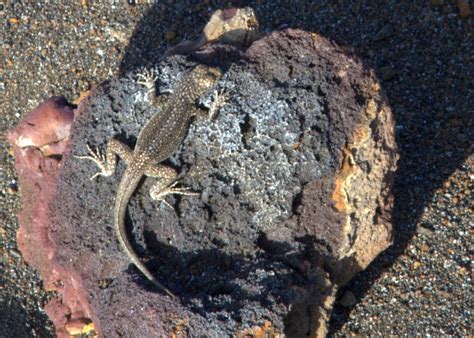 bartolome island galapagos funblog