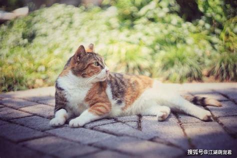 都说三花猫千万别养，为什么呢？因为它实在太可怕了 时候 猫咪 脾气