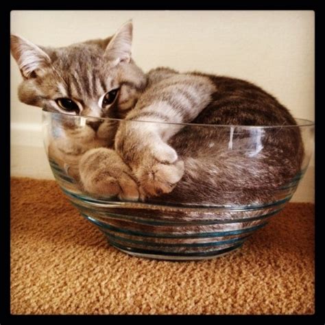 20 Hilarious Pictures Of Cats Squishing Into Bowls