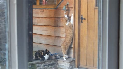 The Incredible Cat That Rings The Doorbell Youtube