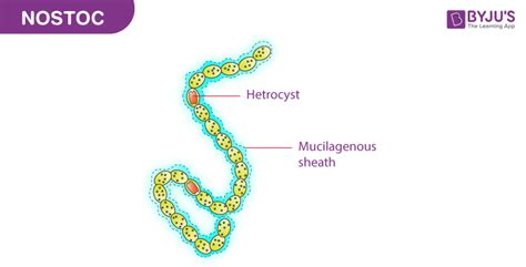 Nostoc Under Microscope Labelled