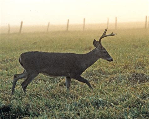 Archery hunting for deer begins Sept. 7 - KentuckyAngling News Magazine