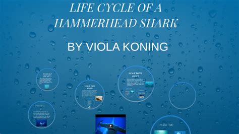 LIFE CYCLE OF A HAMMERHEAD SHARK by Viola Koning on Prezi