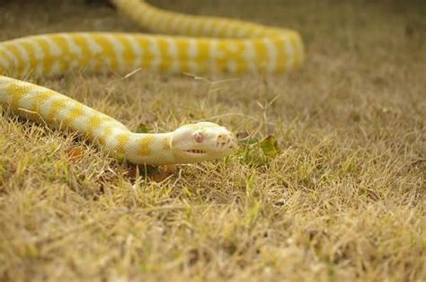 Albino Ball Python Morph Care, Diet, & Habitat Setup for New Owners