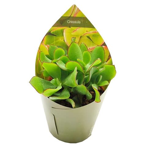 Crassula Arborescens Blue Waves — Plant Wholesale Floraccess