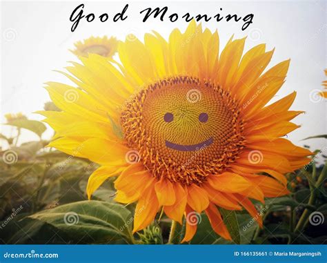 Morning Greeting Good Morning With Background Of Smiling Sunflower