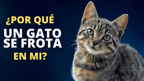 Qu Significa Cuando Un Gato Se Frota En Ti Youtube