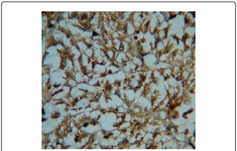 Cd117 Staining 100x Download Scientific Diagram