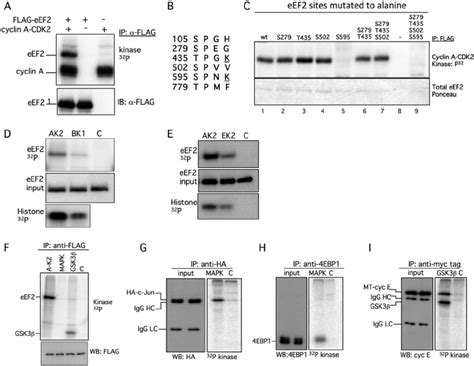 Cyclin A Cdk2 Phosphorylates Eef2 On S595 In Vitro A Cyclin A Cdk