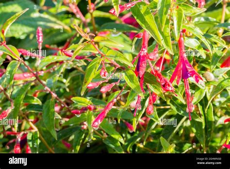Fuchsia regia reitzii Stock Photo - Alamy