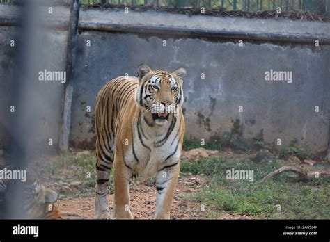 Asian Bengal Hi Res Stock Photography And Images Alamy