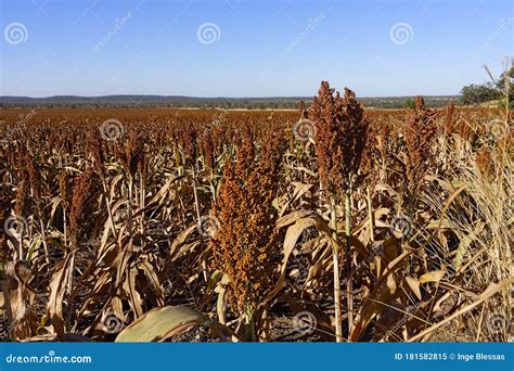 Large Acreage Of Sorghum Ready To Harvest Stock Image Image Of Grain