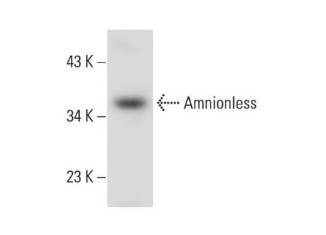 Amnionless抗体 F 7 Scbt Santa Cruz Biotechnology