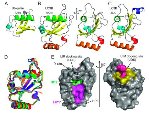 Structural Features Of Ubiquitin And Atg Lc Gabarap Proteins Ribbon