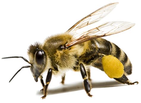 Bee Png Hd Png Mart