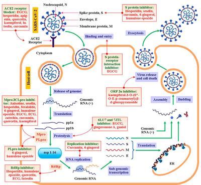 Frontiers A Review Of Medicinal Plants With Antiviral Activity