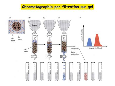 PPT Chapitre 6 Techniques de purification des protéines Isolement des