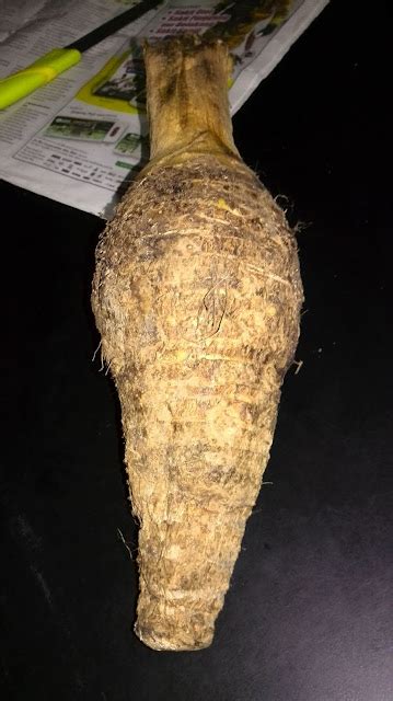 namakucella pengat ubi keladi