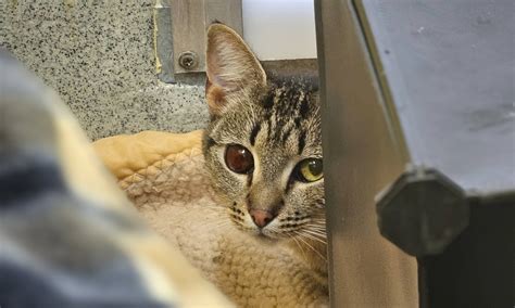 18 Cats Now Safe Pasados Safe Haven
