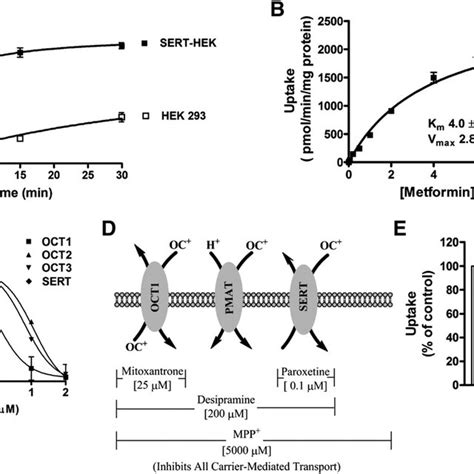 Expression Levels Of Cation Selective Transporter Genes In Caco 2 Cell Download Scientific