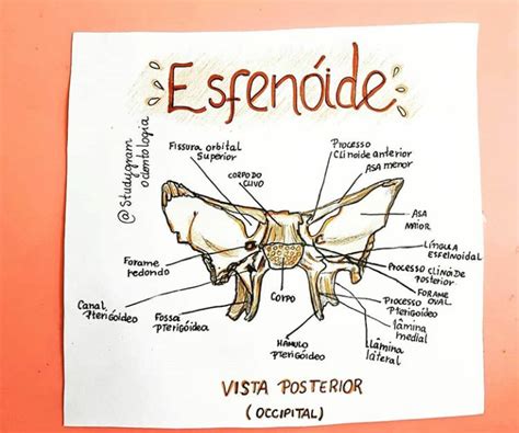 Esfen Ide Anatomia De Cabe A E Pesco O