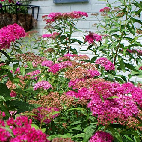 Spiraea japonica Anthony Waterer Spirée japonaise à fleurs rose sombre