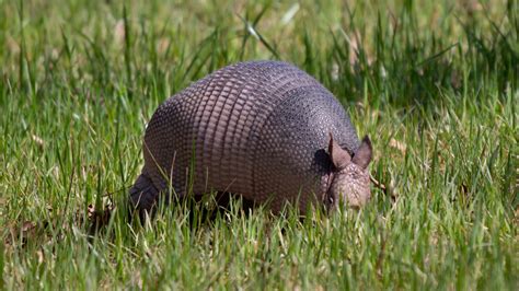 Mammals In North Louisiana