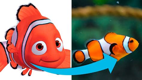 Finding Nemo Characters In Real Life Youtube