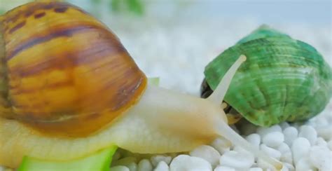 1100 Hermit Crab Names For Your Little Friend Foxynamer