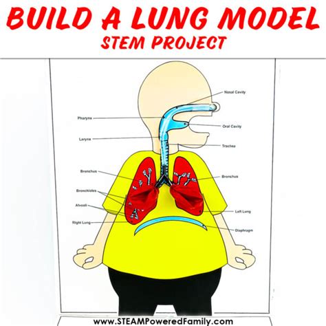 Build a Lung Model and Learn How Lungs Work - Science Fair Idea