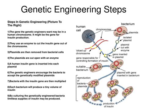 Diagram Of Stages Of Genetic Engineering