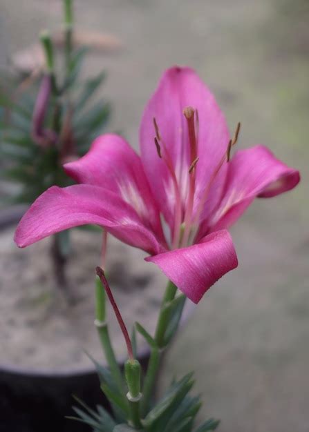 Premium Photo Beautiful Pink Lily Flowers In The Garden