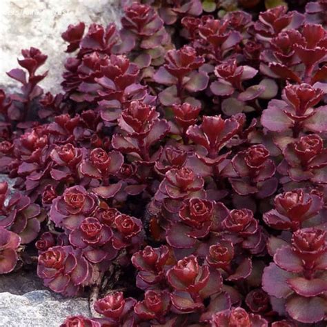 Stonecrop Sedum Etsy