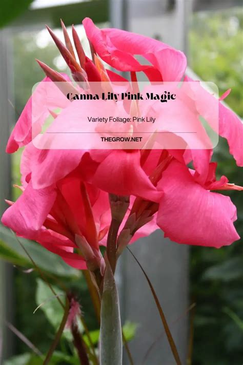 30 Common And Rare Canna Lily Varieties (With Pictures) | TheGrow