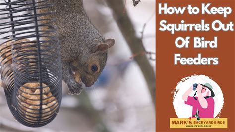 How To Keep Squirrels Out Of Bird Feeders Youtube