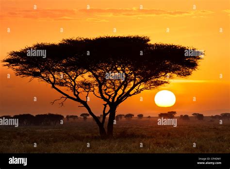 Serengeti Sunset Stock Photo - Alamy