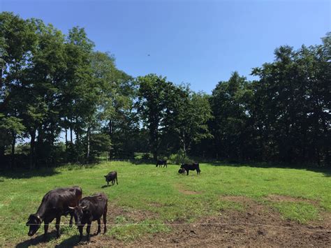 うっちぃファームへのレビュー・商品：北海道｜食べチョク｜産地直送産直お取り寄せ通販 農家・漁師から旬の食材を直送