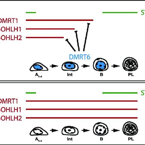 Dmrt Regulation Of The Spermatogonium Spermatocyte Transition A In