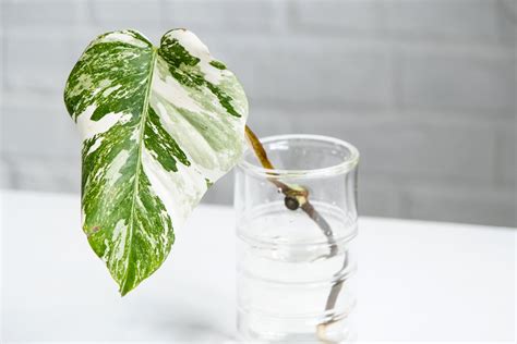 Propagating Philodendron: A Step-by-Step Guide to Lush Houseplants ...