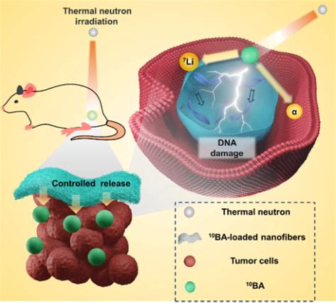 Nano Res 生物 │东北师范大学黄宇彬教授团队：通过载硼纳米纤维毡实现硼药控制释放增强硼中子捕获治疗 X Mol资讯