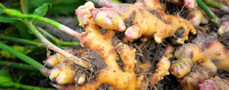 Ginger: A Beautiful, Tropical, Edible Plant