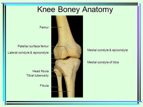 Medial And Lateral Epicondyles Of Femur Hyedorian